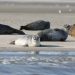 veaux marins en Baie de Somme